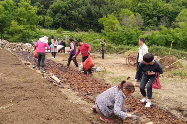 032019年5月20日拍摄，西北局捐资的任家院村万窝天麻种植项目，贫困群众正在栽种天麻。